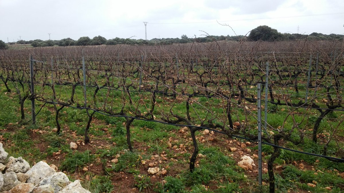 antmlp's tweet photo. Aturada hivernal #vinya #menorca #vimenorca https://t.co/gWmoHsZAXj