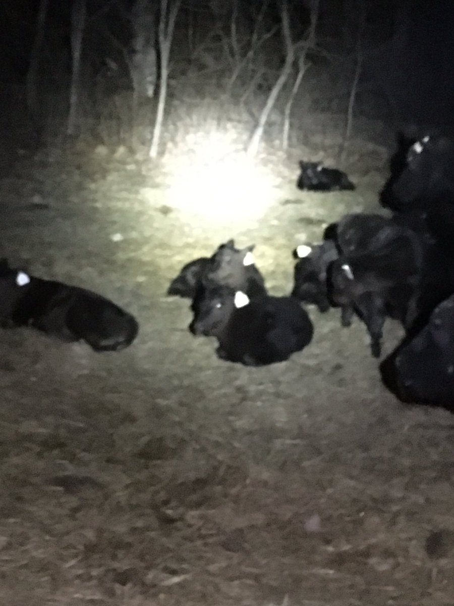 gccbgreen's tweet photo. Settled in. #registeredangus #calfwatch17 https://t.co/xxBcFcMrf1