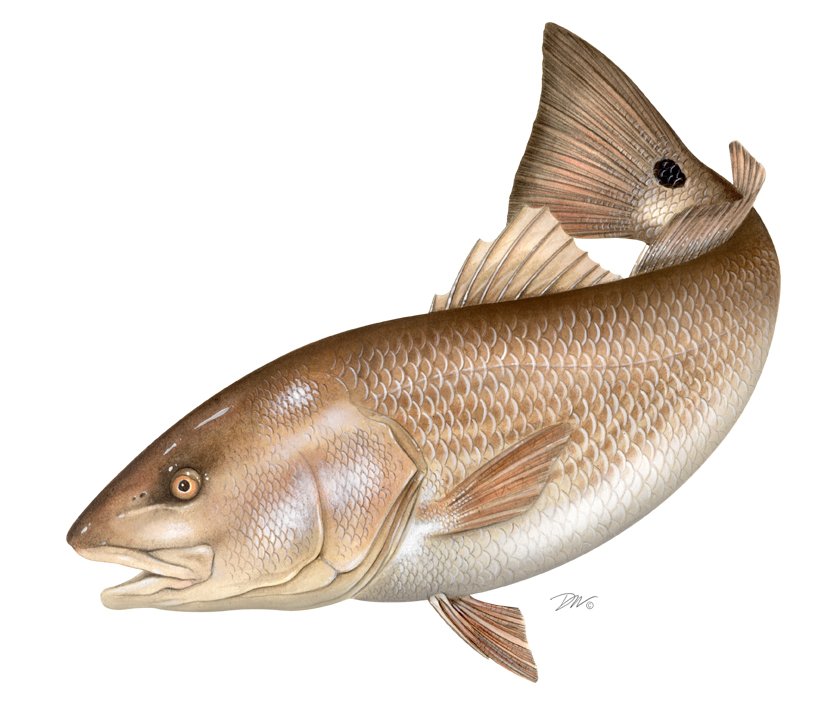 Red Drum Fish Wallpaper