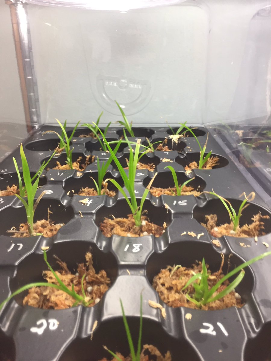 HmlOrchids's tweet photo. The top rack orchid containers have a significant amount of condensation, but all the orchids are still doing well! @millionorchid https://t.co/NpfbPeZ4Re