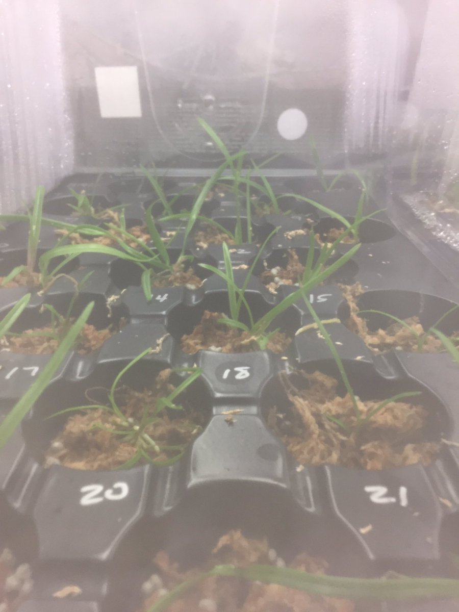 HmlOrchids's tweet photo. The top rack orchid containers have a significant amount of condensation, but all the orchids are still doing well! @millionorchid https://t.co/NpfbPeZ4Re