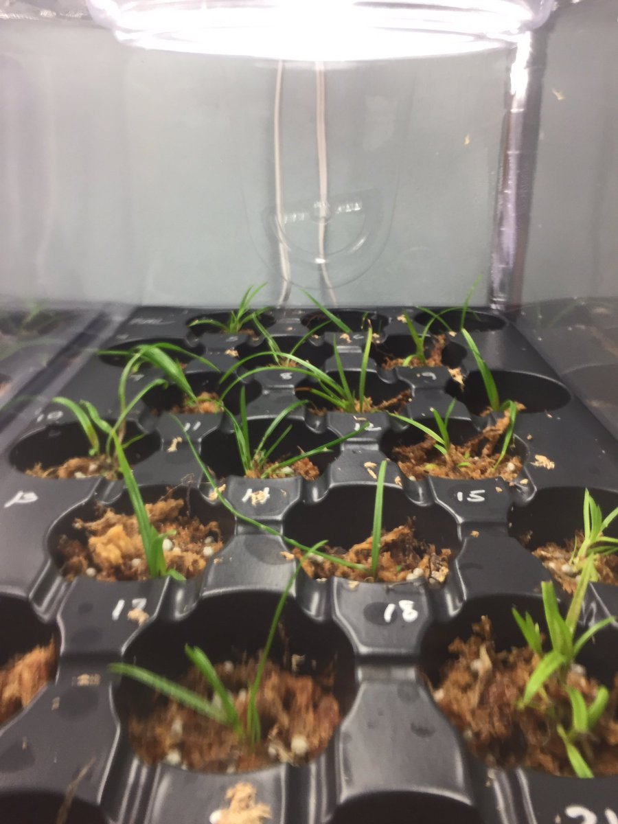 The top rack orchid containers have a significant amount of condensation, but all the orchids are still doing well! <a href="/millionorchid/">MillionOrchidProject</a>