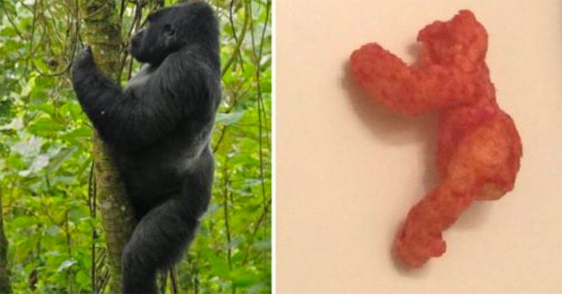 951wape's tweet photo. "CHEETO SHAPED LIKE HARAMBE THE GORILLA SOLD FOR $100,000 ON EBAY" #HarambeCheeto
https://t.co/jJVTxtcjdo https://t.co/vLi7Nav3kJ