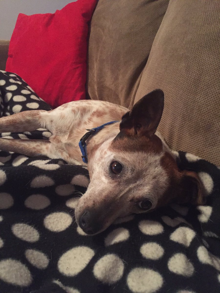 OTSydneyM's tweet photo. Snuggles with my newest foster this morning ❤ https://t.co/i1CPrTa7Q9