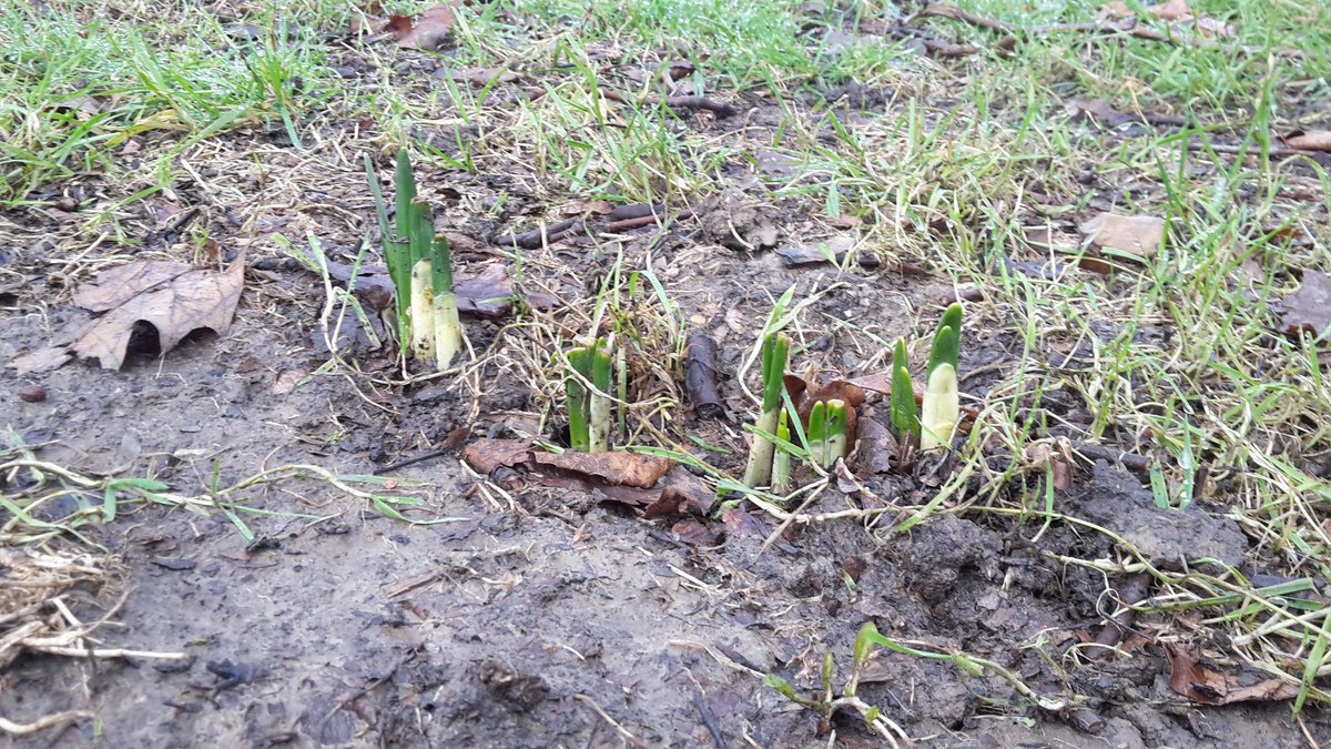 Lovely to see some of the bulbs planted by our volunteers are coming up.