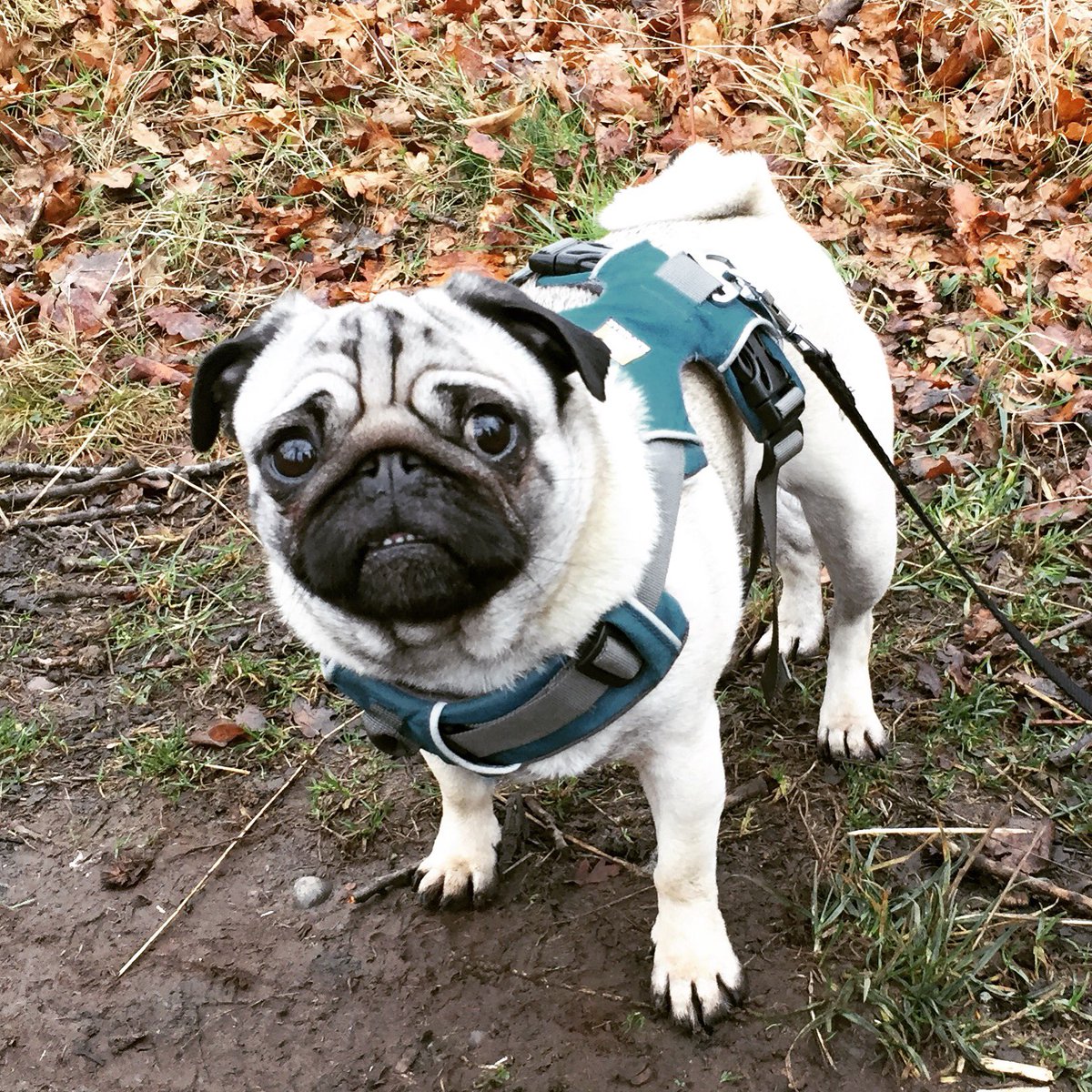 Roo the Pug tweet media