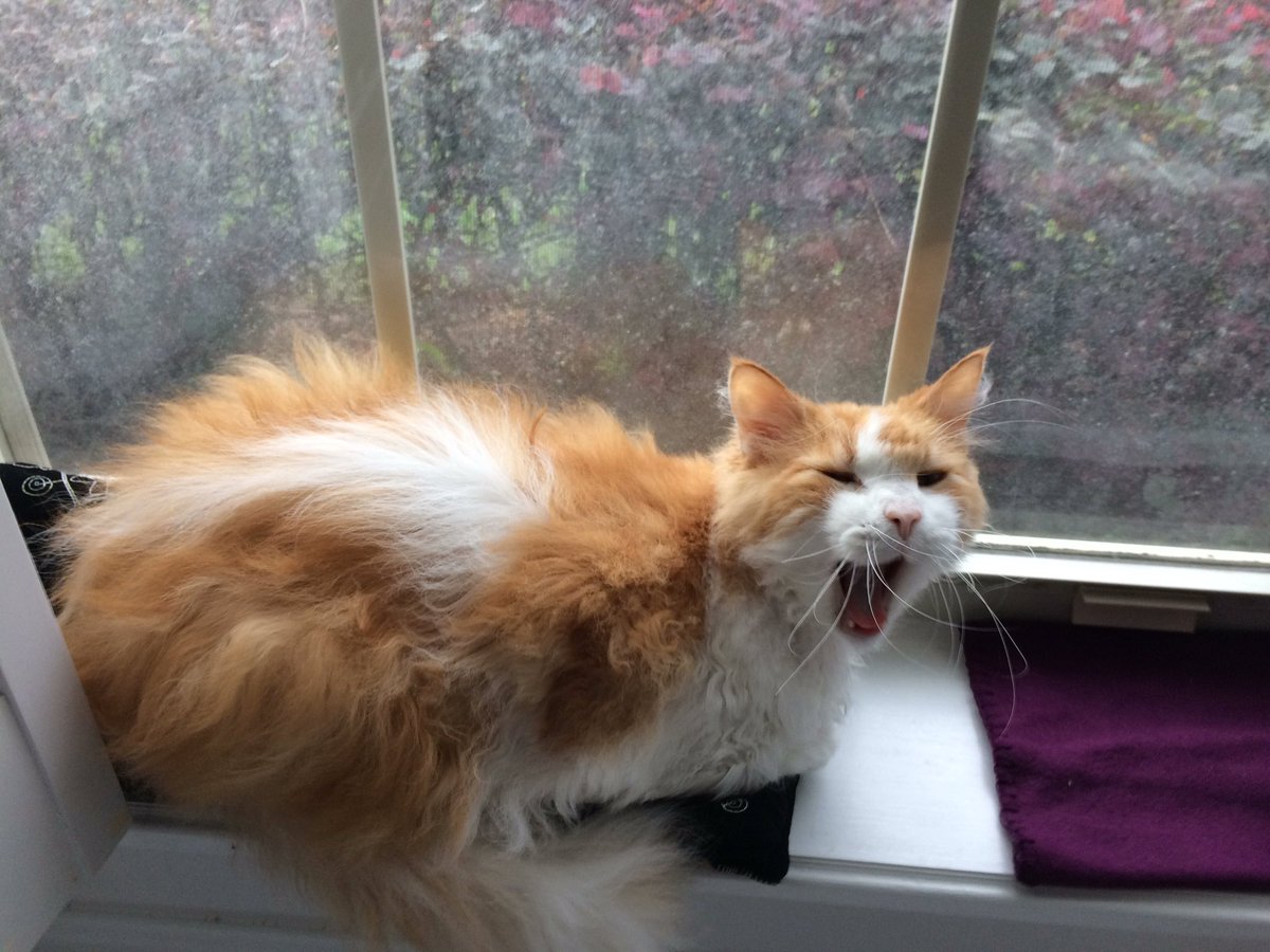 babycatnfriends's tweet photo. Hi! I'm #fakeBC watch me... MAMAAAAA! MORE TUNAAAAA! 😹#whiskerswednesday #CatsOfTwitter https://t.co/F1IHlLRJr7