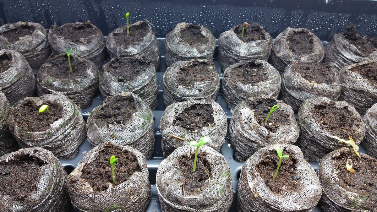 spiritwoodbuild's tweet photo. Sea buckthorn sprouting for spring planting. #Permaculture #nfixer #seaberry #realfood https://t.co/j35NSIqocL