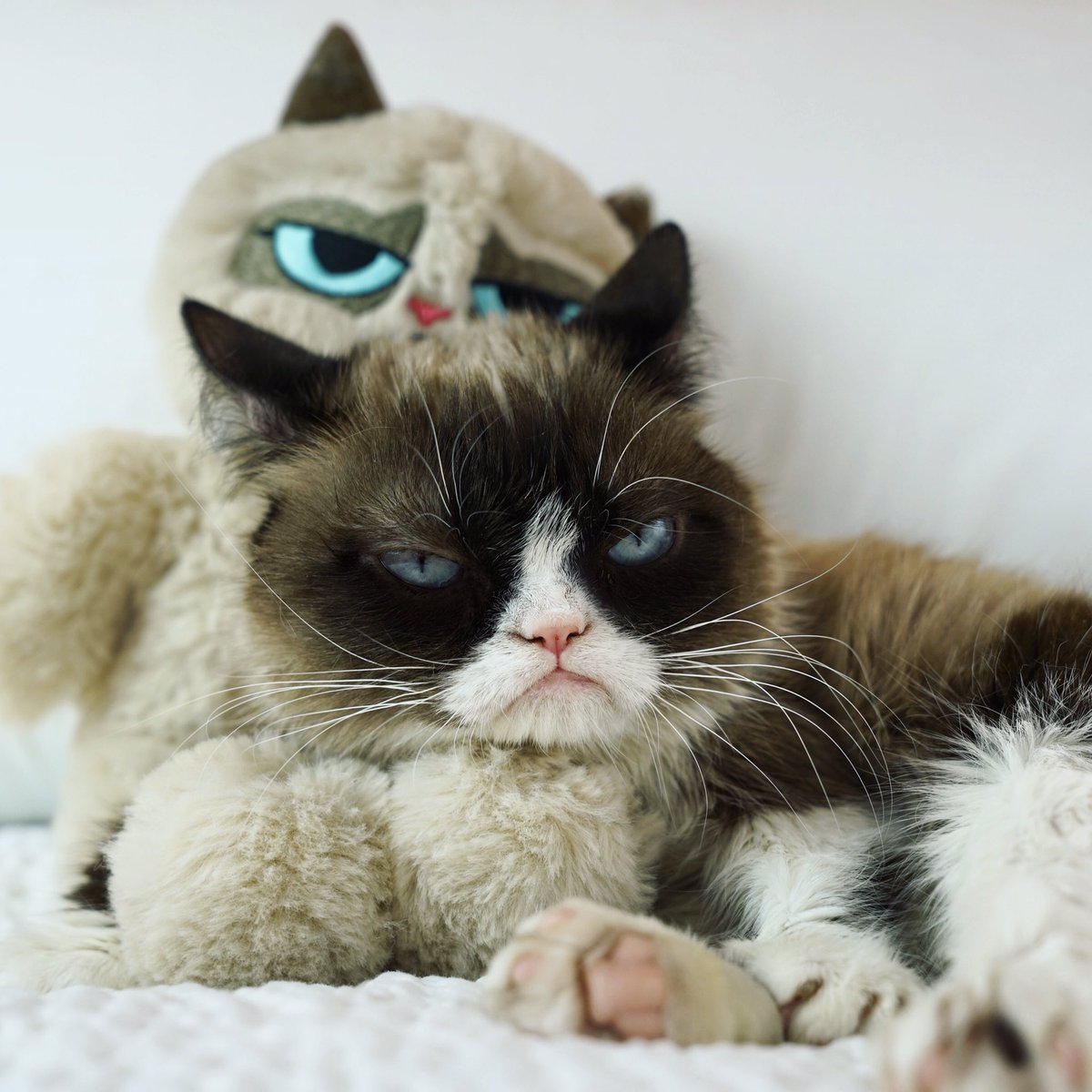 RealGrumpyCat's tweet photo. https://t.co/jPNI3h23y3