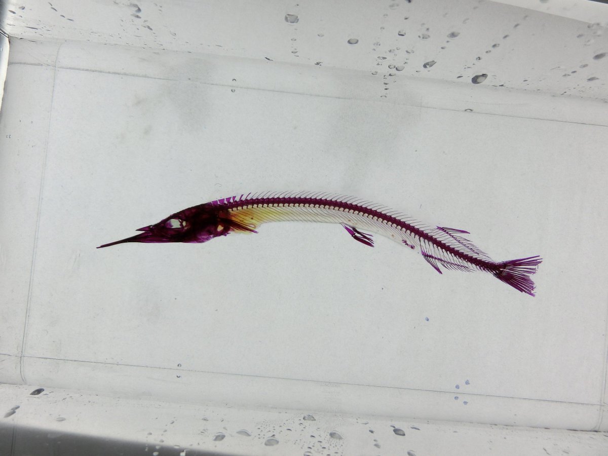 サヨリ（Hyporhamphus sajori）の透明骨格標本。長い下顎が特徴です