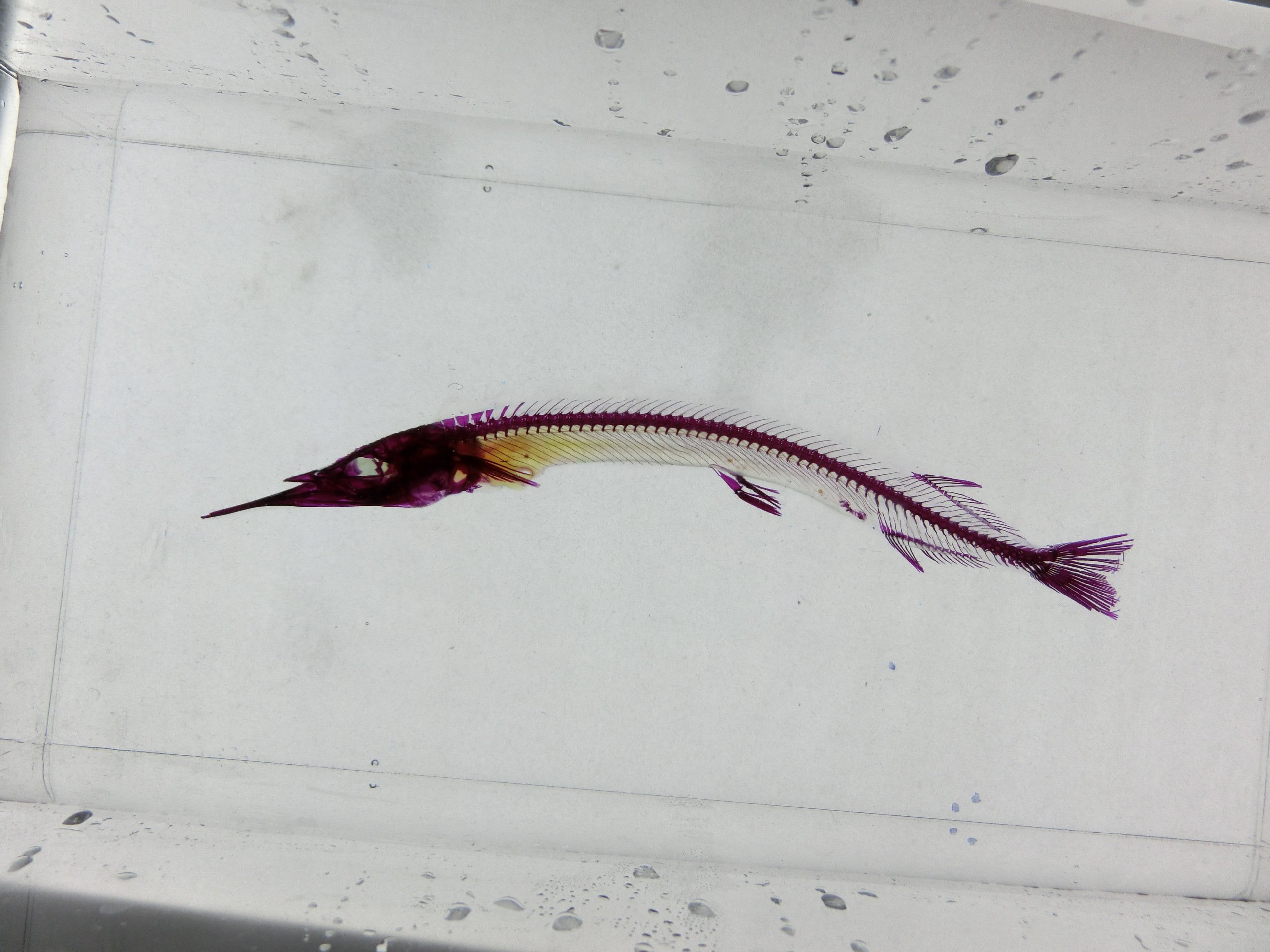 透明骨格標本のエーアンドゼット サヨリ Hyporhamphus Sajori の透明骨格標本 長い下顎が特徴 です ところで この顎は生まれて間もないころはほとんど他の魚と同じようなのに 成長するに連れて伸びてくるそうです 透明標本 透明骨格標本