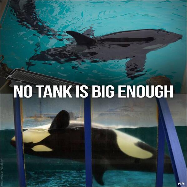 OrcaSOS's tweet photo. Why #SeaWorld Is Wrong: @joerogan Marks the Death Of #TILIKUM
@Paul_Sacca @brobible https://t.co/6cat9RNpd5
with @fromdolphview #Blackfish https://t.co/zjEnT62wbl