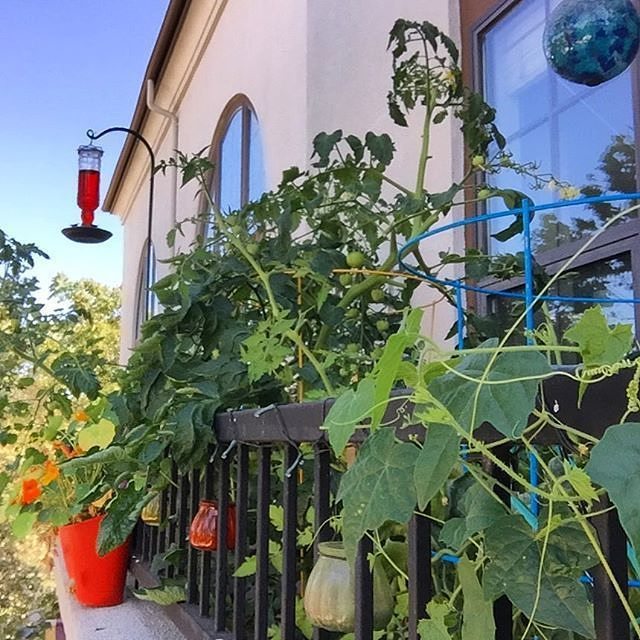 ift.tt/2kNTejb -> Will you create a balcony garden soon? Have a look at <a href="/gardenparty405/">GardenParty</a> to see how balcon…