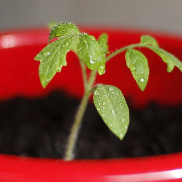 Gardening On The Go – How To Build A DIY Portable Garden -> bit.ly/2kF6EOq #urbangarden #gardening Easy t…