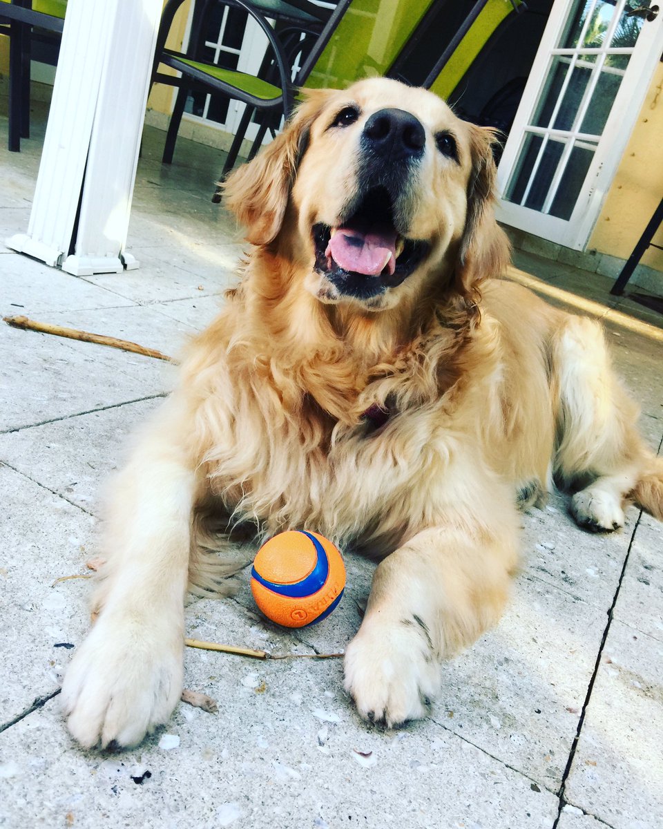 PradasBunch15's tweet photo. Mami Pradaβ€πΎ a girl and her ball #dogs #dogsoftwitter #goldenretriever #pradasbunch https://t.co/4ysEU1p5AO