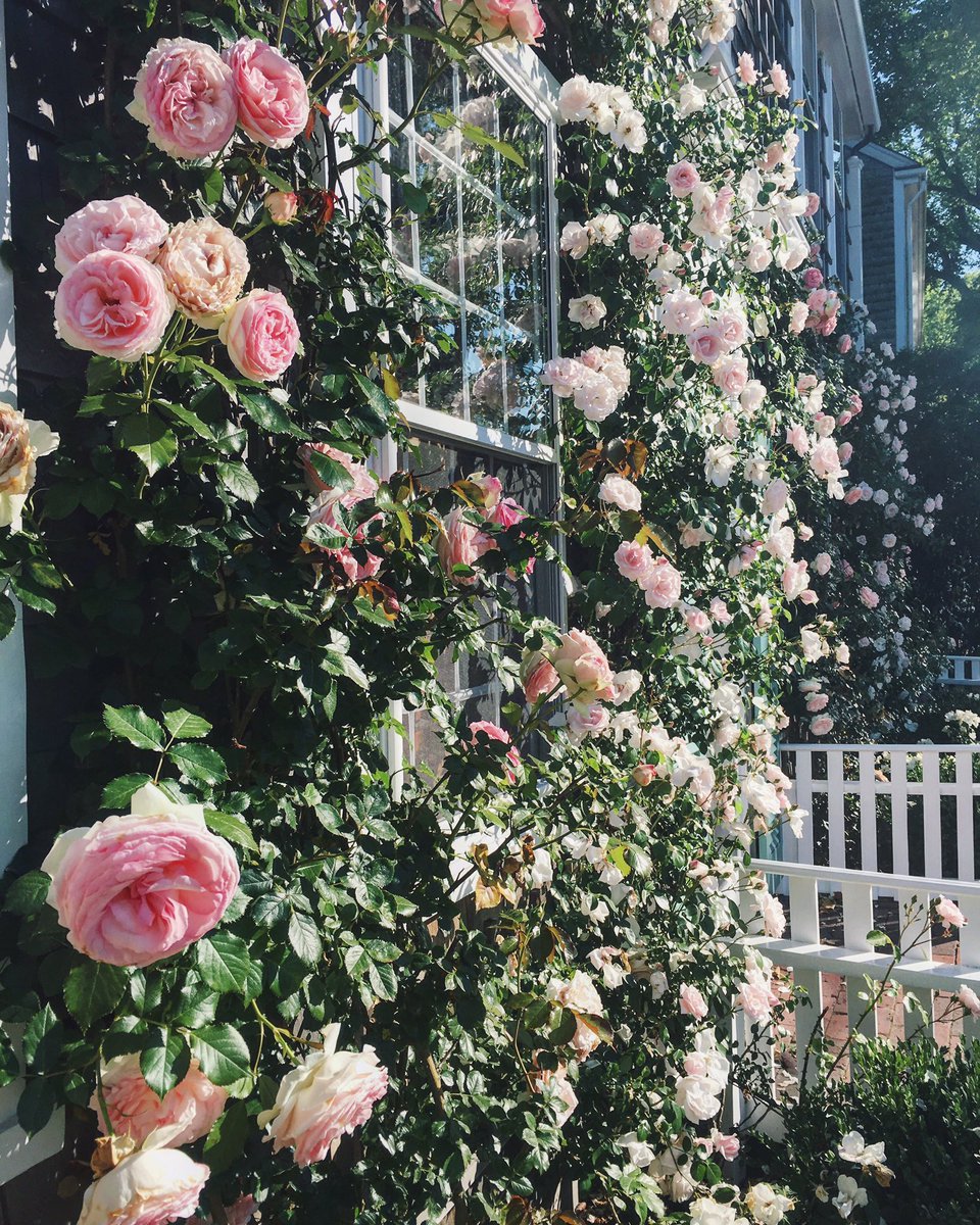 ACKblACKbook's tweet photo. The talented Meredith Hanson brightening up this grey lady Wednesday. See more here: https://t.co/oy4L1dDLw5 #Nantucket https://t.co/ZYvrXRuZtc