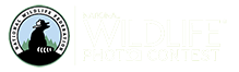 C2Success1301's tweet photo. National Wildlife's 46th Annual Photo Contest now accepting entries! 

https://t.co/QjacCFpaQX https://t.co/lkuu3AdEx6