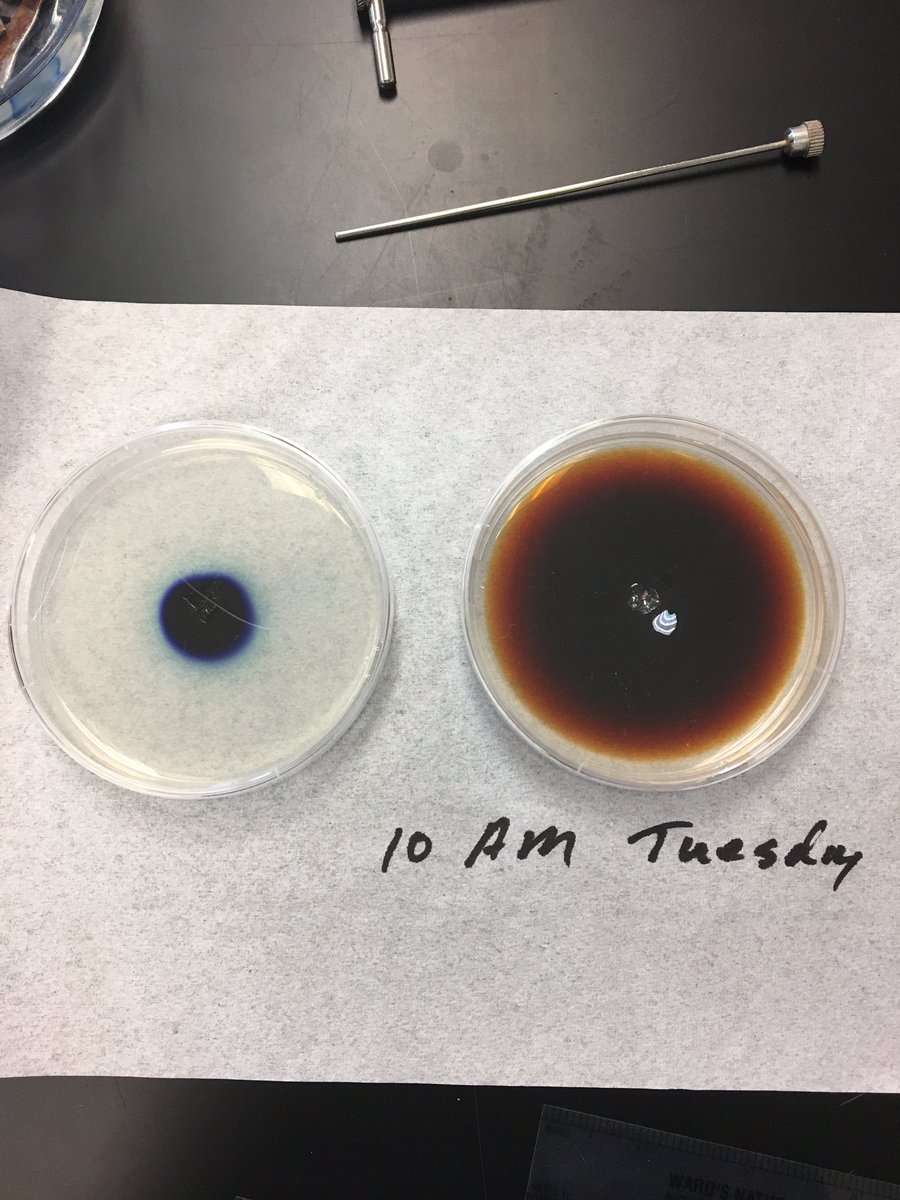 taykizer98's tweet photo. @UNKBiol106CW comparison of the simple diffusion of potassium permanganate and methylene blue about 24 hours apart #WillicottLabWeek5 https://t.co/O9nxeB8Cwc