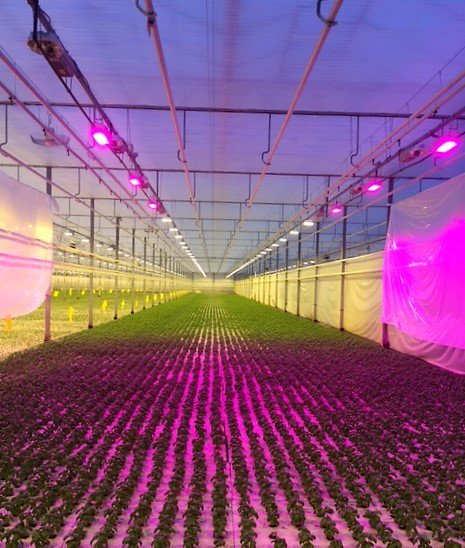 In deze kas test de <a href="/kruidenaer/">De Kruidenaer</a> de teelt van verse #basilicum op water in combinatie met LED lampen: