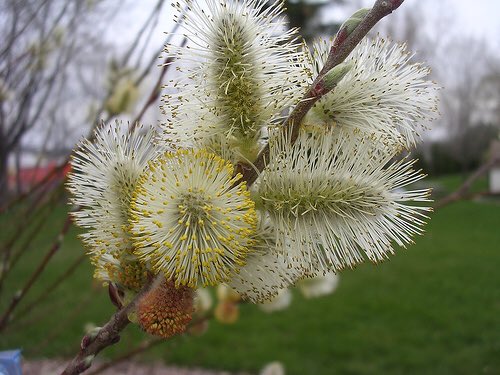 Real Life: one of the pet names my Ninnie calls her grandchildren is 'pussy willow' which is the name of this plant. #SouthernGrandmas