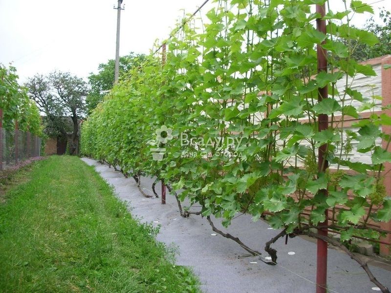 Шпалера для винограда своими руками на даче vsadu.ru/post/shpalera-…