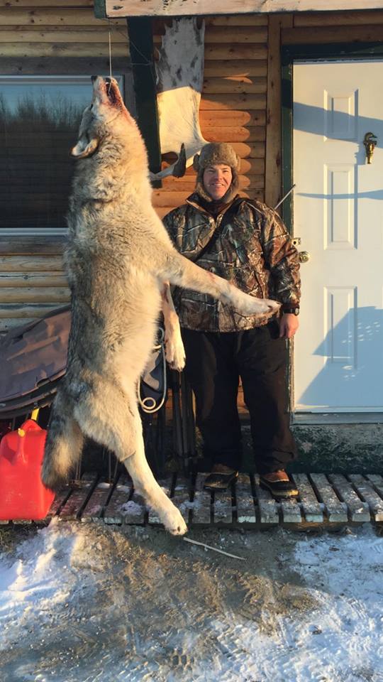 Jeff Condie,s Pic ,with this huge wolf,they hunt them to control,population!!,its huge!!thnx for sharing!