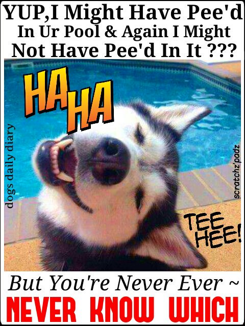 ScratchzPadz's tweet photo. #scratchzpadz #dogsdailydiary #topeeinthepoolornotpeeinthepoolthatisthequestion #peedinthepoolornot? #poolpee https://t.co/uyngZTfXgs