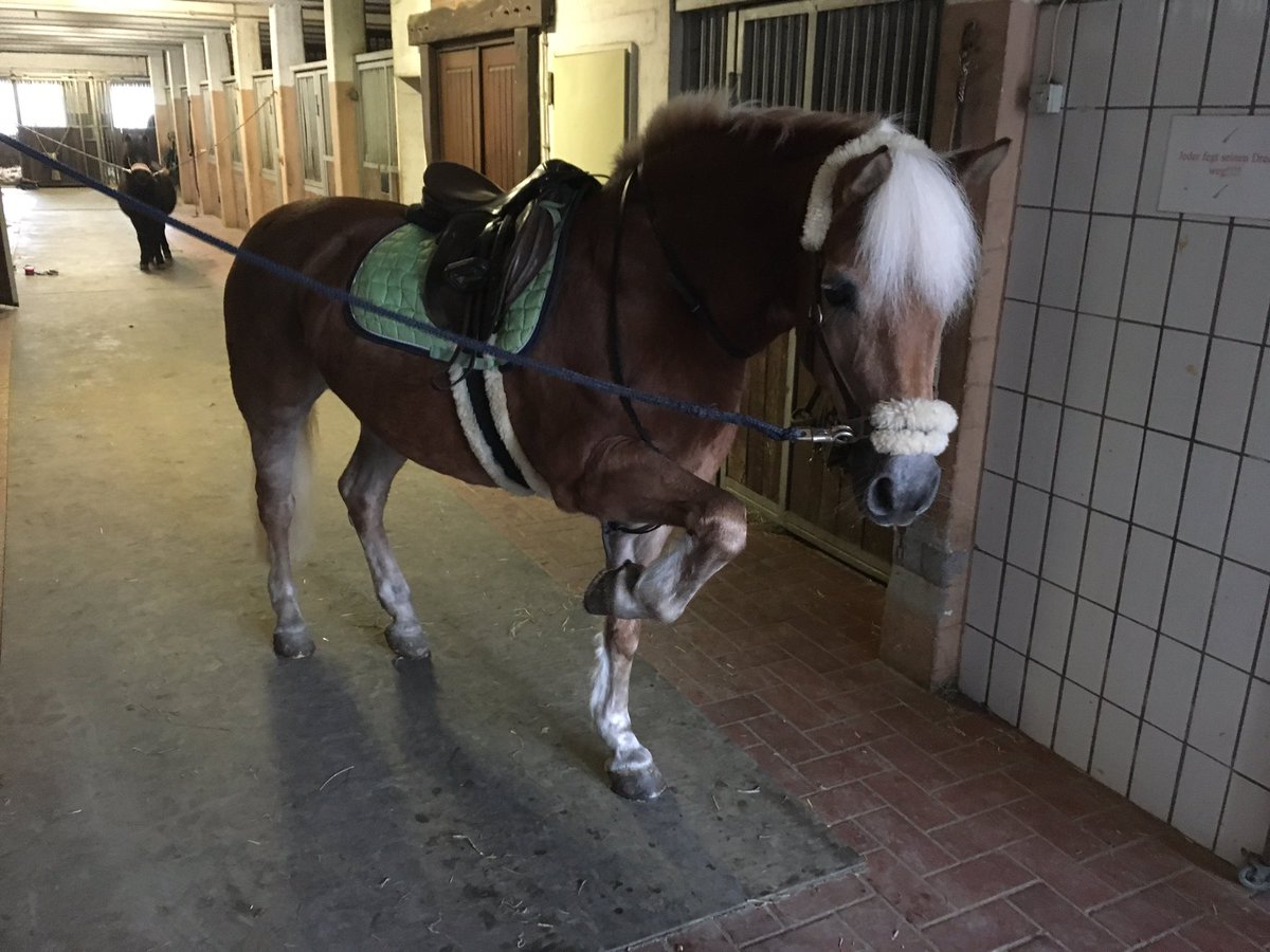 EIbe1's tweet photo. @reisewahnsinn
Da hast Du Recht! 😎 #Haffi #Haflinger https://t.co/iYWr5ZmkXS