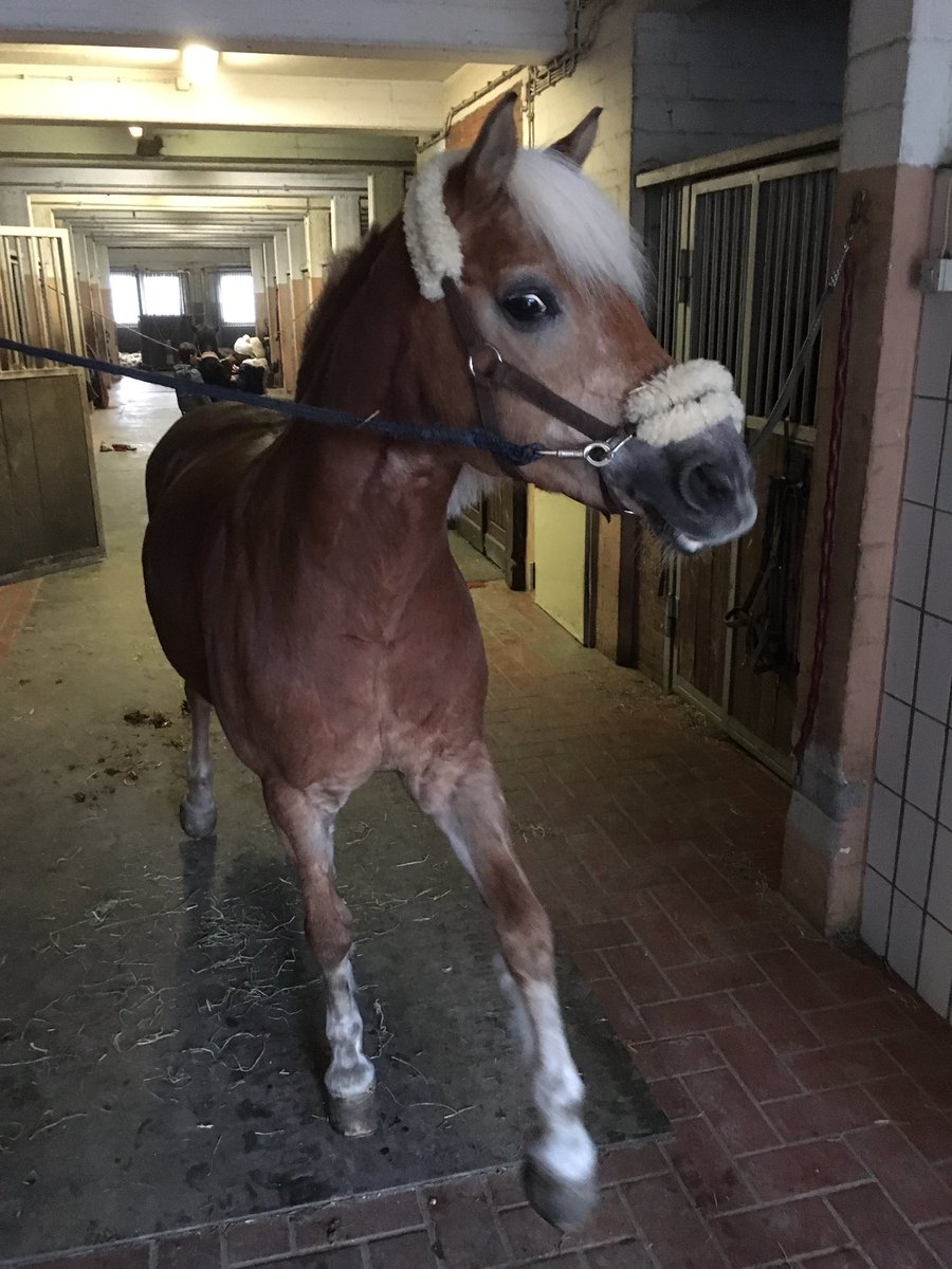 EIbe1's tweet photo. @reisewahnsinn
Da hast Du Recht! 😎 #Haffi #Haflinger https://t.co/iYWr5ZmkXS