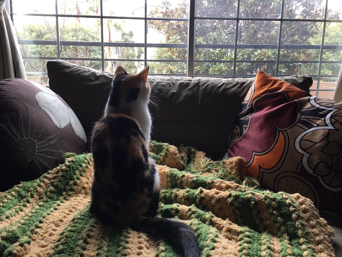 SockerFaceFarms's tweet photo. Pensive🐱 https://t.co/5zXxhgn13u