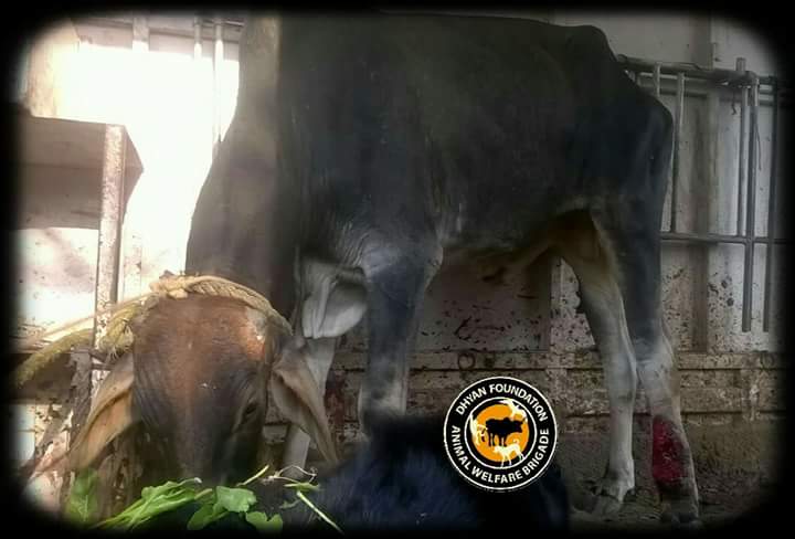 dhyanfoundation's tweet photo. #Dhyanfoundation volunteers rescued cows from #delhi ,#faridabad to #Sanjaygandhi #PFA and #ajaydeep shelter for treatment.
#Animalbrigade https://t.co/ySAexHY2A7