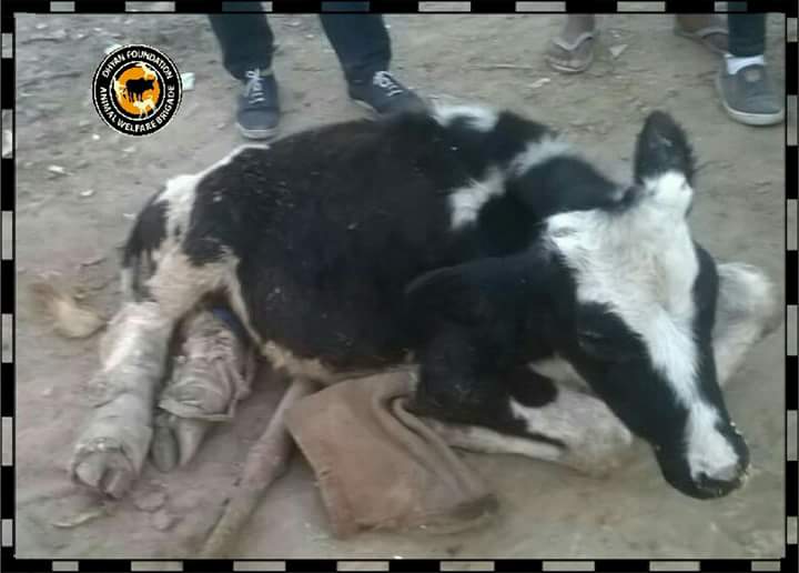 dhyanfoundation's tweet photo. #Dhyanfoundation volunteers rescued cows from #delhi ,#faridabad to #Sanjaygandhi #PFA and #ajaydeep shelter for treatment.
#Animalbrigade https://t.co/ySAexHY2A7