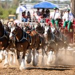 Photo by Red Bluff Round-Up (@RedBluffRoundUp)