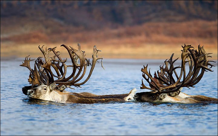 The Siberian Times on X: How poaching is 'killing off' the world's largest  reindeer herd on Taimyr Peninsula    / X