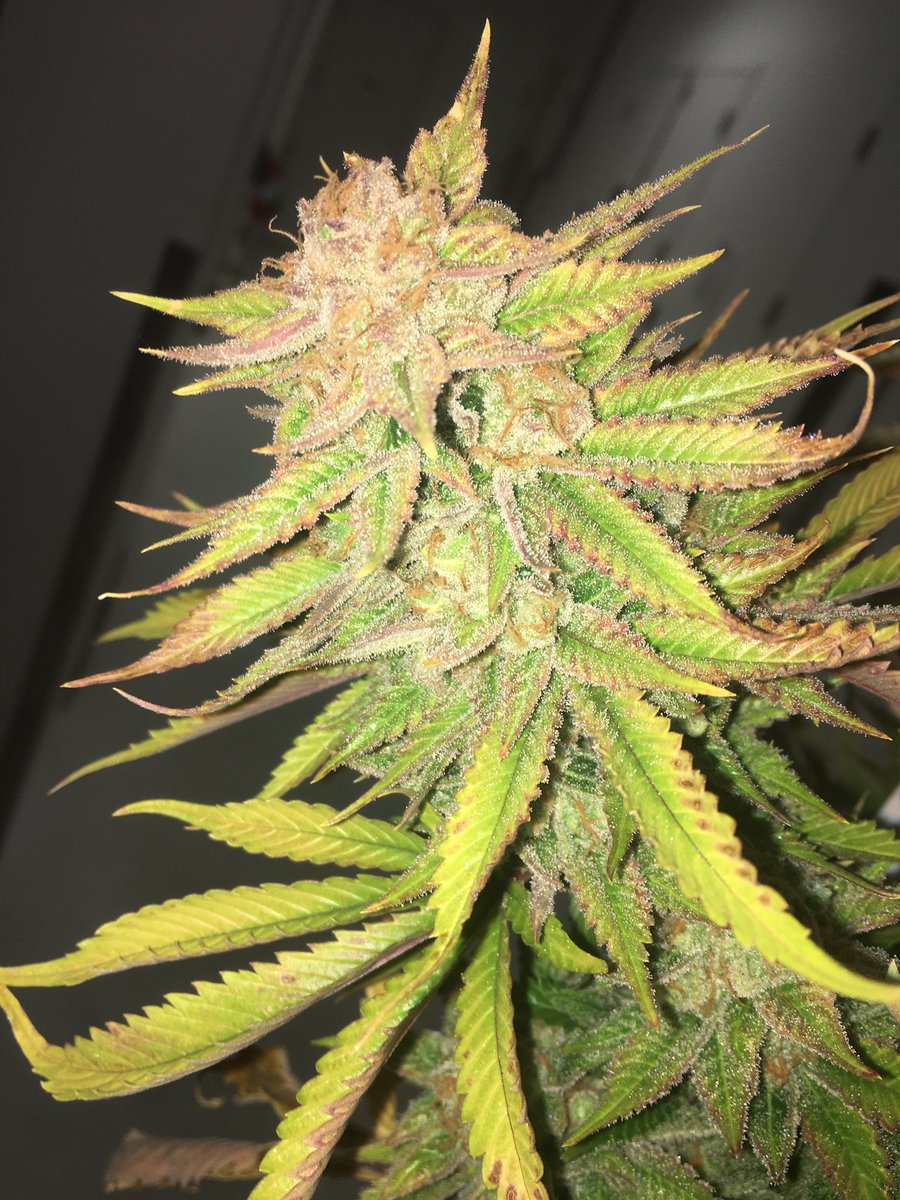 LeefSuzy's tweet photo. #JackDeisel being harvested today! We harvest every day of the year here #LeefOil #Leef #i502producerprocessor #indoorperpetualgrow #co2oil https://t.co/zTcRgf0VcS