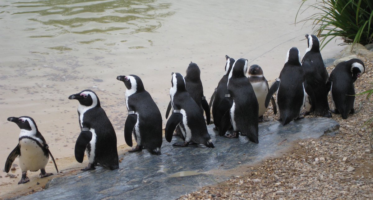 Looking forward to speaking to <a href="/CUVZSoc/">CUVZS</a> re #vetpath of some exotic, wildlife &amp; zoo species - covering everything from penguins to polecats!