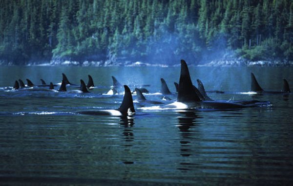 visitVIdotcom's tweet photo. RT @HillsideCentre: Family Day @HillsideCentre, Feb 13 at 11am. Learn about the #Orca family dynamics! Join @eaglewingtours @OceanWalls ... https://t.co/bekgrxl1Oi