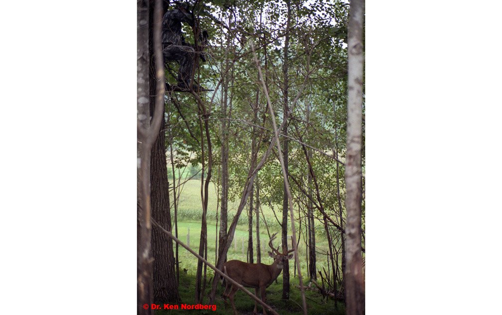 DrNordberg's tweet image. Approaching &amp;amp; sitting downwind or crosswind of feeding areas makes it impossible for feeding deer to smell me &amp;amp; costs nothing.
#DeerHunting