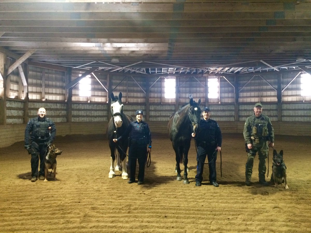 HRPMountedUnit's tweet photo. Teamwork. @HfxRegPolice @HRPK9Unit #reiningincrime https://t.co/boQf6hL4E9