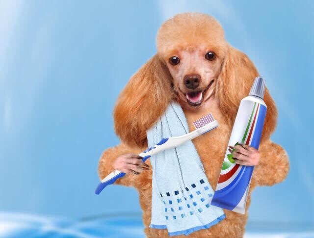 Grooming_studio's tweet image. $5 off teethbrushing for the month of February, and it gets you entered to win one of 2 $50 gift cards!