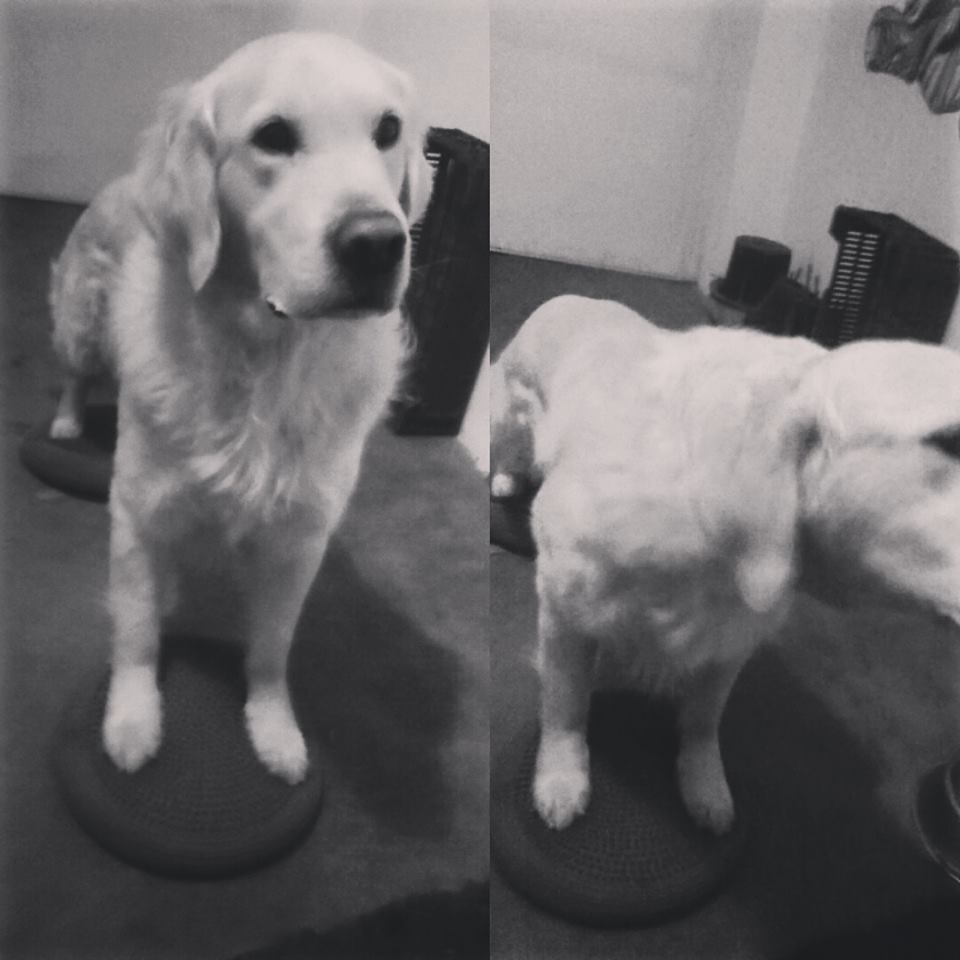 Borsiii's tweet photo. Fittness training - getting ready for the working test season #balancedisc #bodybuilding #goldenretriever https://t.co/41MnJZwIdB