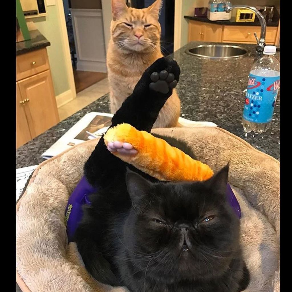 mycatpaw's tweet photo. Cat Paw > catnip 😹 (📸: @binxandkinz) https://t.co/jcOz586hRF https://t.co/Vagyoeu3Dy