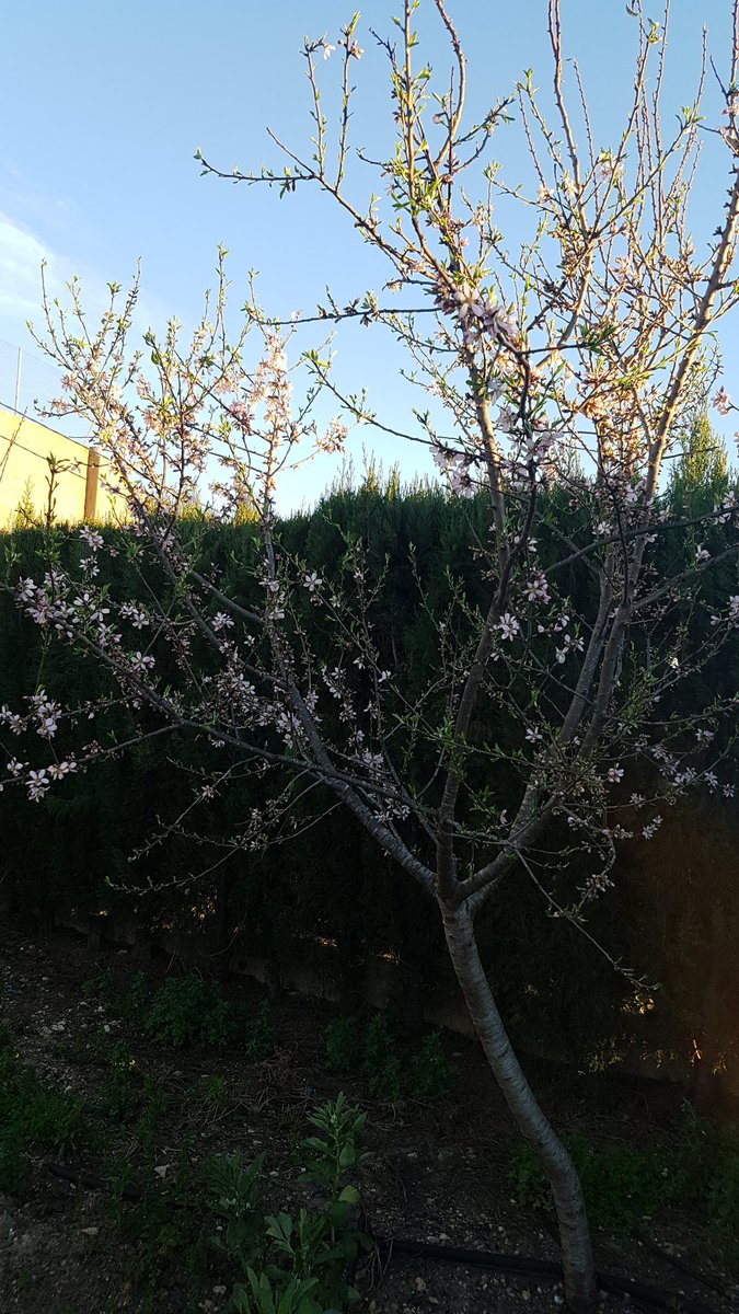 RealonHuerta's tweet photo. En almendro, un variedad de Marcona, me empieza dar su esplendor de la llegada pronto de la primavera https://t.co/48YkDSNUyC