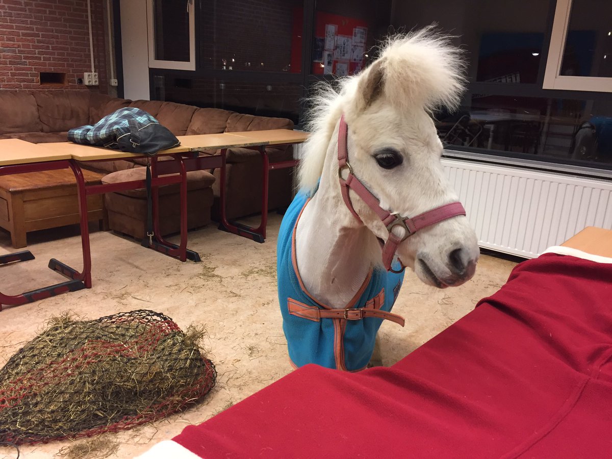 Schoolbaan's tweet photo. Een pony op de schoolbaan! Vanavond te zien op de sectorwerkstukavond vanaf 19:00 https://t.co/QA8IbnOLz2