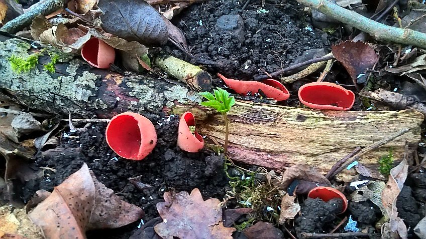 Scarlet Elf Cups growing on dead wood today. #LakeDistrict #Fungi