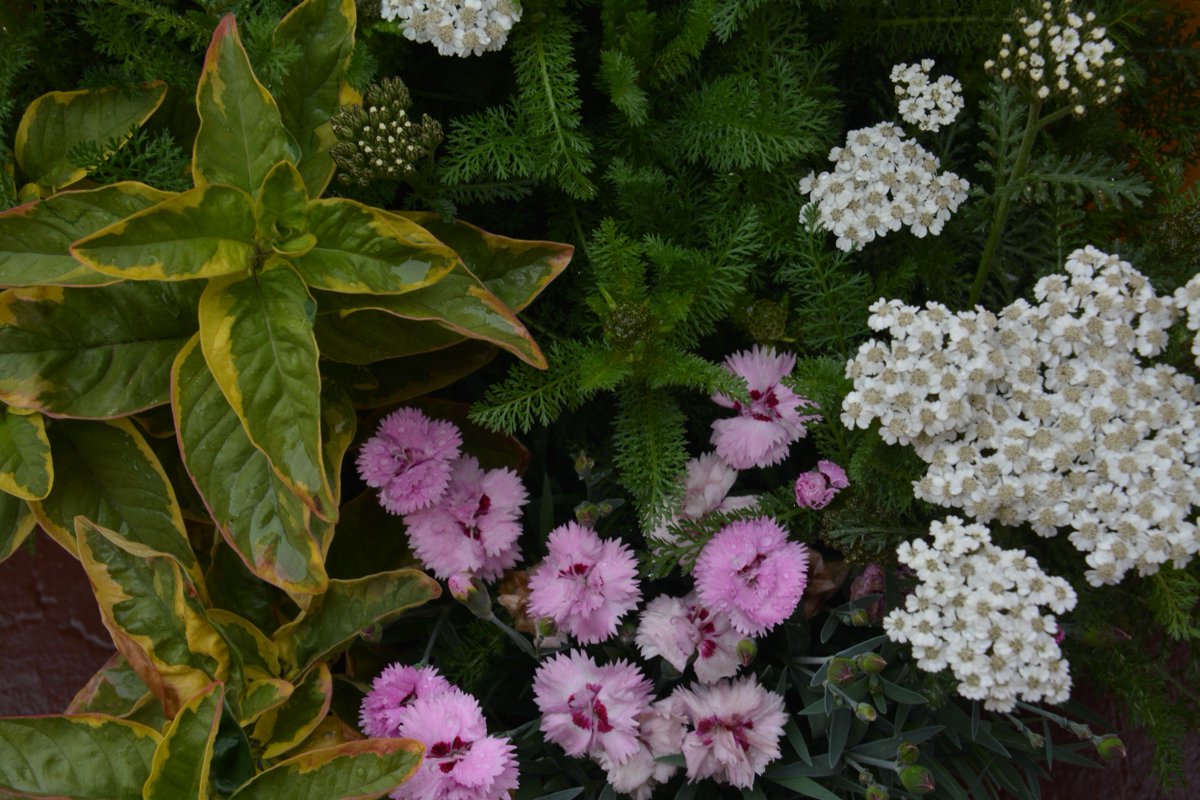 This is Paso Doble Pink a new perennial combination. #flowers #containergardening #perennials #gardening