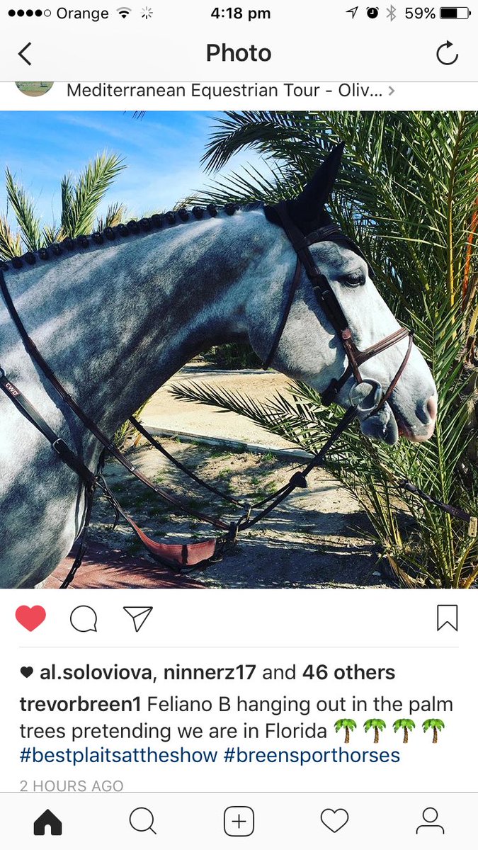 FranCallan's tweet photo. @EquitopMyoplast @AriatEurope @equifit @nkiSederholm @OgilvyEq final ring preparations for 7yrs @metolivanova #plaitsonpoint #breendreamteam https://t.co/LlZctpgwAO