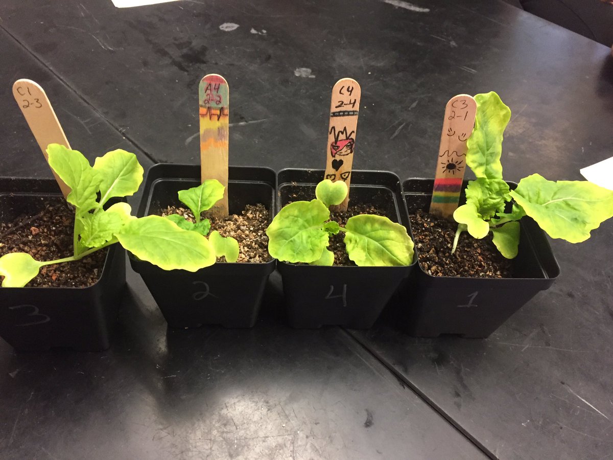 mszscience's tweet photo. 14 days into the 60 day trial and only GBE 2 &amp; GBE 32 have grown @GrowBeyondEarth @STEMDesignation @RivieraMiddle #STIR https://t.co/B1JjVPrRNW