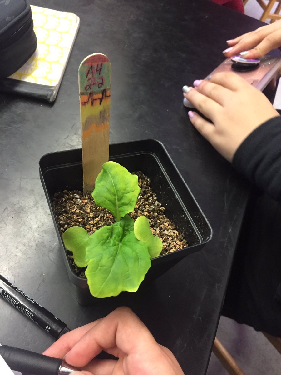 mszscience's tweet photo. 14 days into the 60 day trial and only GBE 2 &amp; GBE 32 have grown @GrowBeyondEarth @STEMDesignation @RivieraMiddle #STIR https://t.co/B1JjVPrRNW