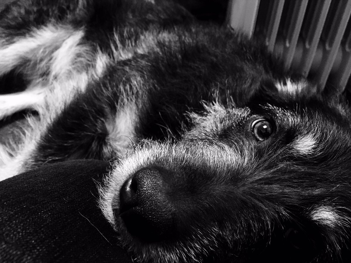 SallyMortemore's tweet image. Another lovely pic of my Groucho @Paws2RescueUK  by @sam_goodchild @Actorum @SamGPhotos ... He's just soooooo photogenic! ❤️